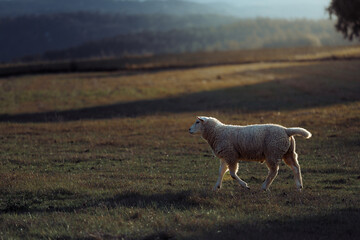 Sheep in landscape