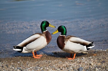 Obraz premium A pair of mallard ducks by the water's edge in a natural setting, summer vibes, wildlife, adorable birds, outdoor park scene