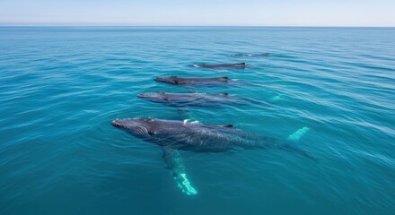 Humpback Whales Swimming in a Row in the Ocean.
