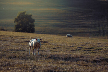 Sheep in landscape