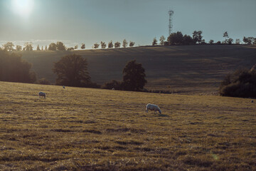 Sheep in landscape