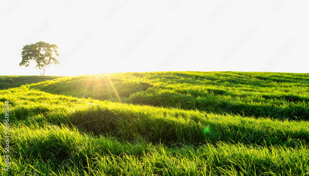 Poster sunlight filtering through tall grass in a field creating a warm atmosphere with copy space on isola