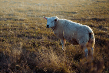 Sheep in landscape