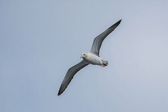 Majestic albatross soaring above the coastline at a mainland sanctuary