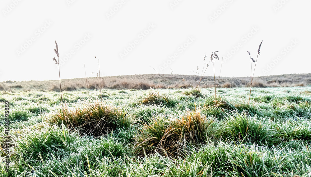 Poster frost-covered grass sparkling in the morning light with ample copy space for text on isolated white 