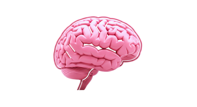highresolution 3d model of a pink human brain detailed anatomy, medical accuracy, and visual appeal, isolated on transparent background