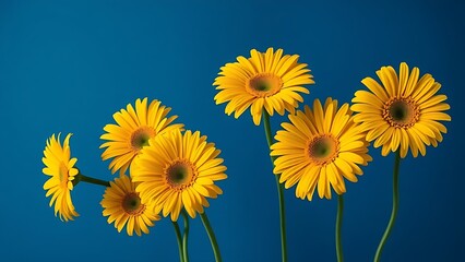 Obraz premium Vibrant yellow gerbera flowers arranged artistically against a deep blue background with soft lighting.