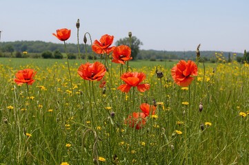A cluster of bright red poppies blends with golden rapeseed flowers in a countryside field