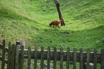 
houses in a Ukrainian village