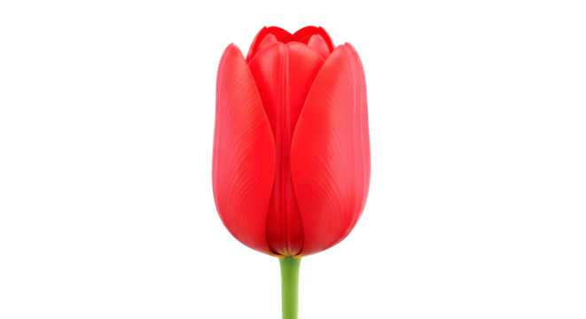 single red tulip a 3d model of elegant simplicity for spring designs, isolated on transparent background