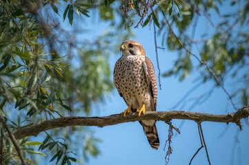 A female Falco tinnunculus resting on a branch during August