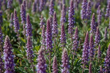Obraz premium Detailed view of bright Salvia nemorosa blossoms flourishing in a sunlit meadow. The rich purple spikes paired with verdant foliage form a beautiful and dynamic floral display.