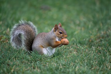 Fototapeta premium A charming photo of a tiny squirrel nibbling on a nut