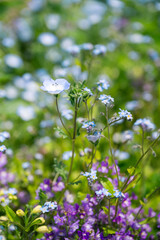 Delicate Blue Nemophila and Wildflowers Blooming in Spring Meadow