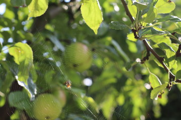 Close-Up of Green Apples on Tree Branch – Fresh Organic Fruit in Natural Light