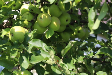 Close-Up of Green Apples on Tree Branch – Fresh Organic Fruit in Natural Light