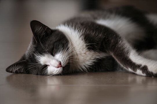 A black and white cat relaxing on the ground. - Powered by Adobe