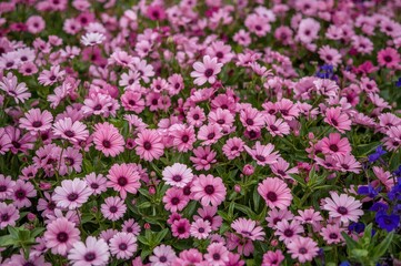 Naklejka premium A vibrant garden blossoming with pink and purple blooms, offering a tranquil and colorful retreat