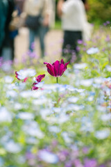 Single Red Tulip Blooming Among Soft Pastel Wildflowers