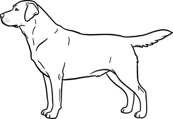 Black Labrador Retriever Dog Silhouette, Standing Pose, Vector Illustration, Loyal Pet, Animal Companion, Isolated on White Background.