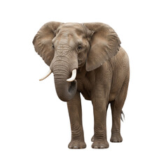 Obraz premium Majestic elephant with large tusks and ears stands powerfully, symbolizing strength and natural wonder in a captivating, isolated presentation.