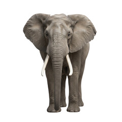 Obraz premium Majestic African elephant with impressive tusks stands strong and regal showcasing its immense power and natural beauty for wildlife conservation and safari themes