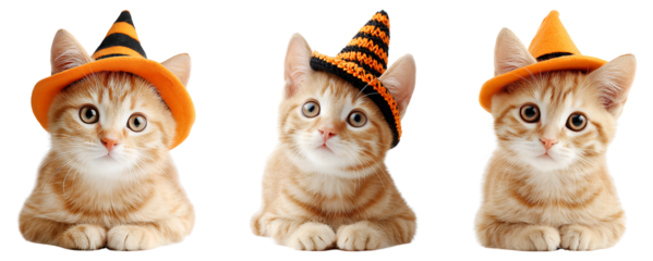 Orange cat wearing witch hat for cute Halloween pet isolated on transparent background.