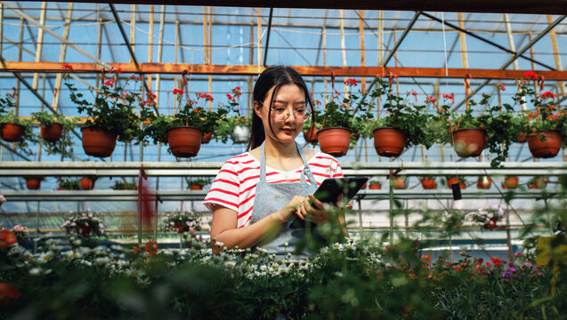 Asian woman working in greenhouse using digital tablet for flower inventory.