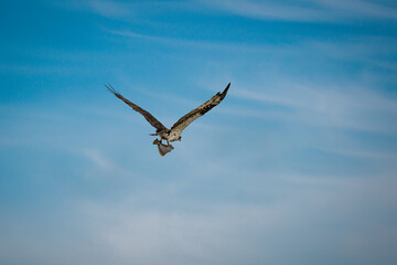 Osprey with fish in flight