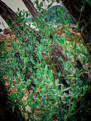 Koh Samet, a tropical island in Thailand famous for its white sandy beaches, crystal-clear waters, and relaxing holiday atmosphere.