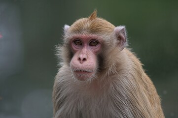 Obraz premium Blurry wallpaper featuring a close-up of a primate, highlighting its swift natural movement commonly observed in mountainous regions and protected environments.