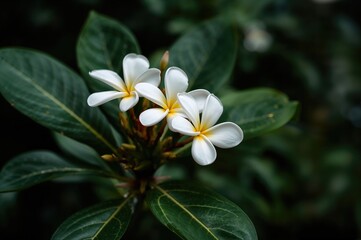 White Adenium blooms resembling Japanese frangipani flourishing in a home garden, featuring abstract autumn beauty with black and apple tones