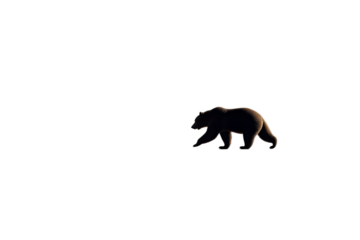 Majestic grizzly bear walking with a determined stride, capturing wild nature's raw power and beauty.