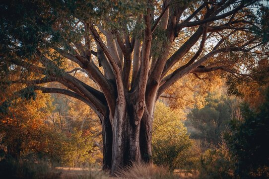Red Gum Angophora Trees in Native Wilderness