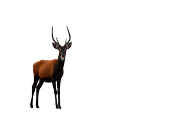 Majestic stag with striking antlers gazes forward, embodying wild grace and natural beauty.