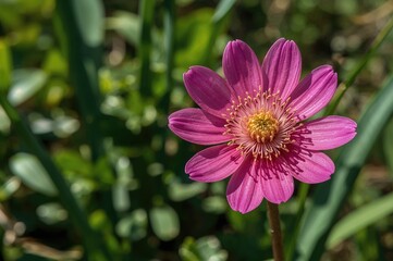 Obraz premium A detailed view of a pink spherical garlic blossom in natural daylight