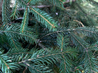 close up of pine needles