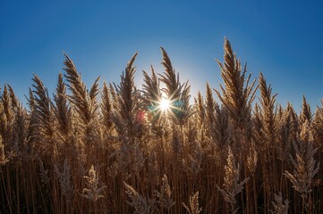 Golden textured backdrop featuring ornamental silvergrass illuminated by sunlight against a clear blue sky, showcasing contrasting shadows and highlights