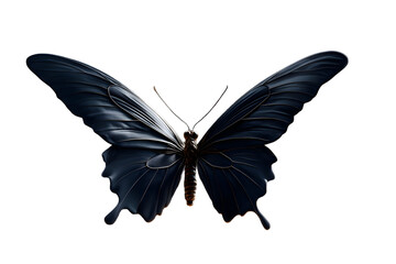 Elegant dark butterfly with metallic accents captures nature's delicate beauty and transformation