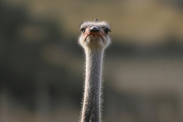 An ostrich rests calmly with its eyes shut, its elongated neck at ease, savoring a tranquil moment in the wild.
