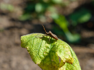 A close-up of a brown garden insect.