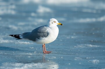 Fototapeta premium An adult Common Gull (Larus canus) settles onto frozen pond ice