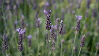 Obraz premium A fragrant flowering plant from the Lamiaceae family, often called garden lavender or English lavender, known for its use in alternative medicine and originating from the Mediterranean region.