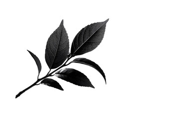 Elegant monochrome branch with detailed leaves conveying natural beauty and organic simplicity for...