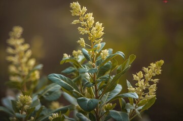 Sissoo Spinach Plant Also Known as Alternanthera Sessilis