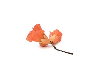 Pomegranate flower isolated on white background. Botanical photography for creative design 