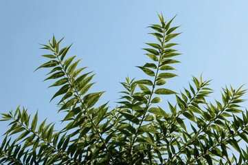 Isolated leaf of Albizia julibrissin Durazz