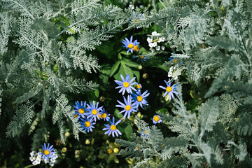 Blue Daisy Flowers with Silver Leaves in Blooming Garden
