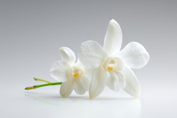Obraz premium create photorealistic ultraminimalistic image suitable for modern website homepage featuring fragrant vanilla on