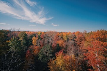 Fototapeta premium Overhead perspective of a vibrant woodland featuring green, yellow, and orange foliage beneath a bright blue sky